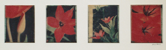 Polaroid Tulips