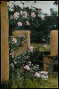 Rainy Roses, handtinted